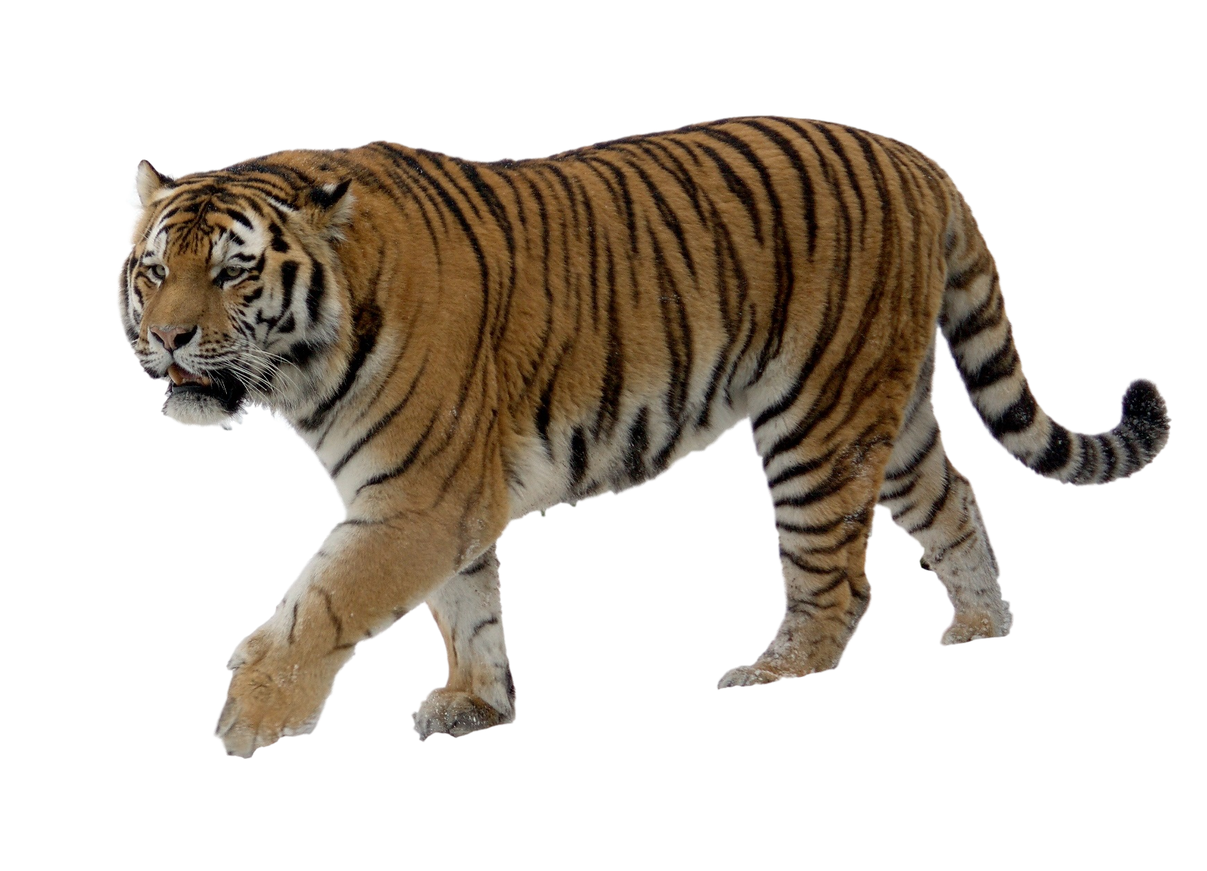 Tiger PNG