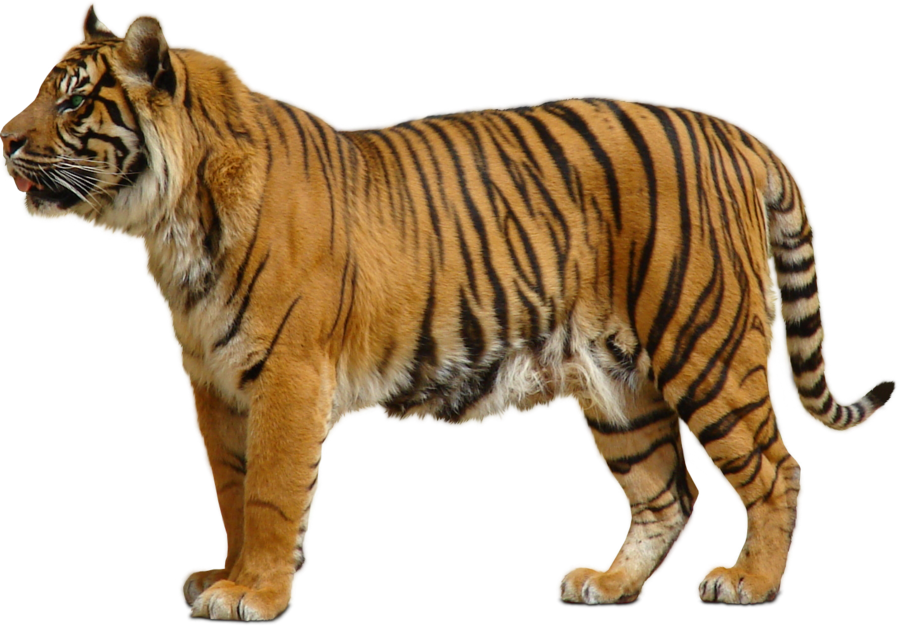 Tiger PNG images