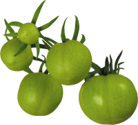 Several green tomatoes PNG