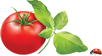 Tomato wi leaves PNG
