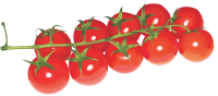 Cherry tomatoes on branch PNG