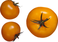 Yellow tomatoes PNG