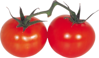 red tomatoes on branch PNG
