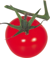 Tomato on branch PNG