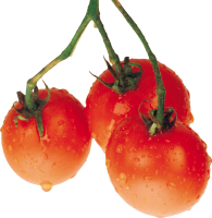 wet tomatoes PNG