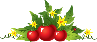 Tomato picture PNG transparent background