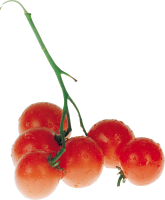 Tomatoes on branch PNG images