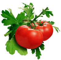 Tomatoes with leaves PNG