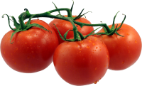 four tomatoes on branch PNG