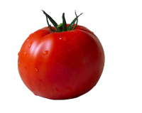 fresh tomato PNG