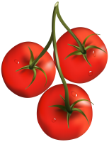 three tomatoes on branch PNG