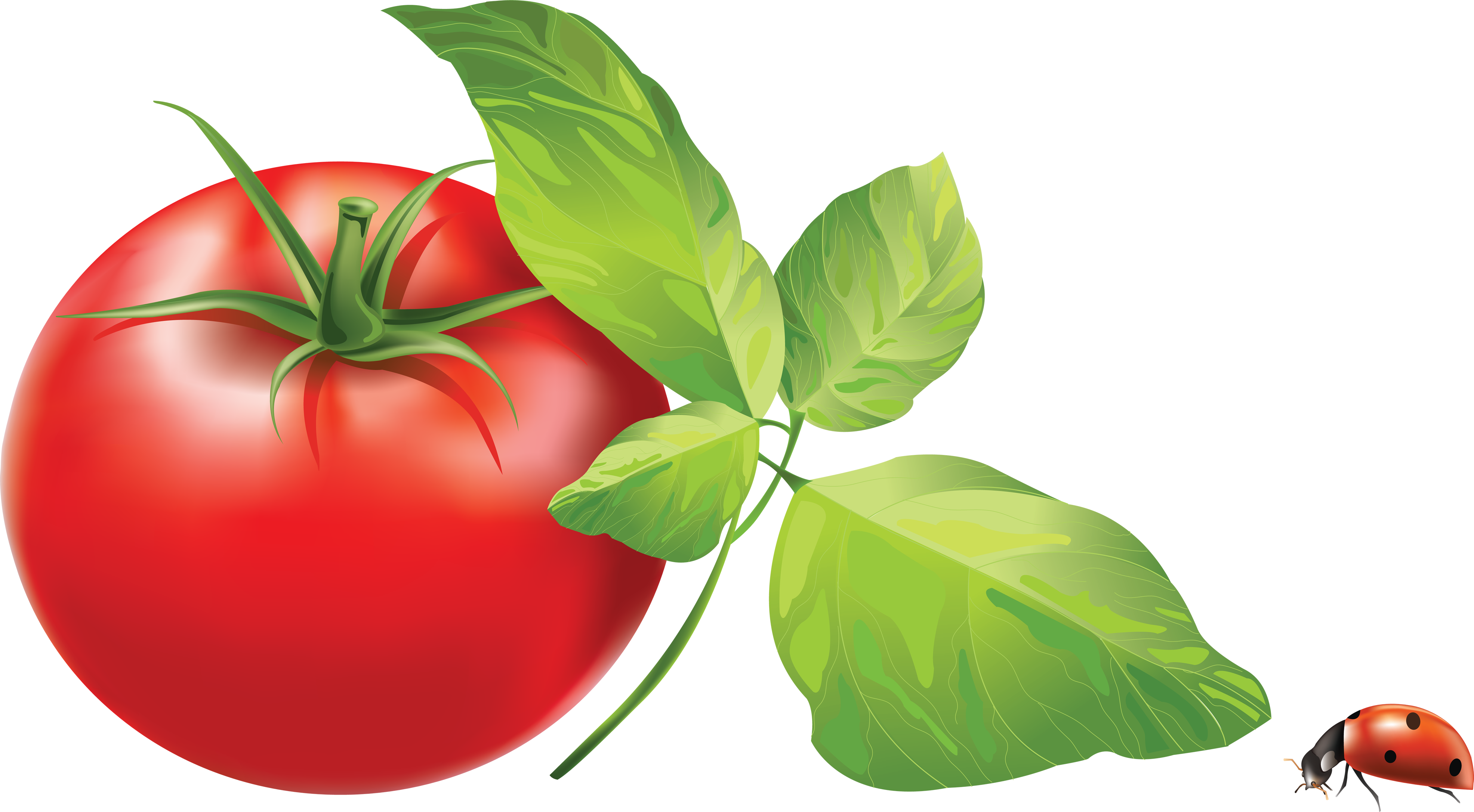 Tomato wi leaves PNG
