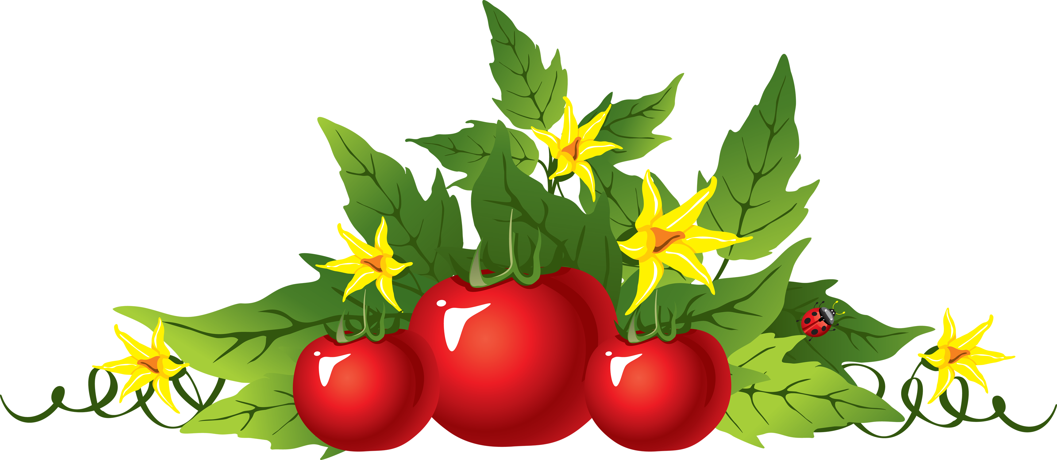 Tomato picture PNG transparent background