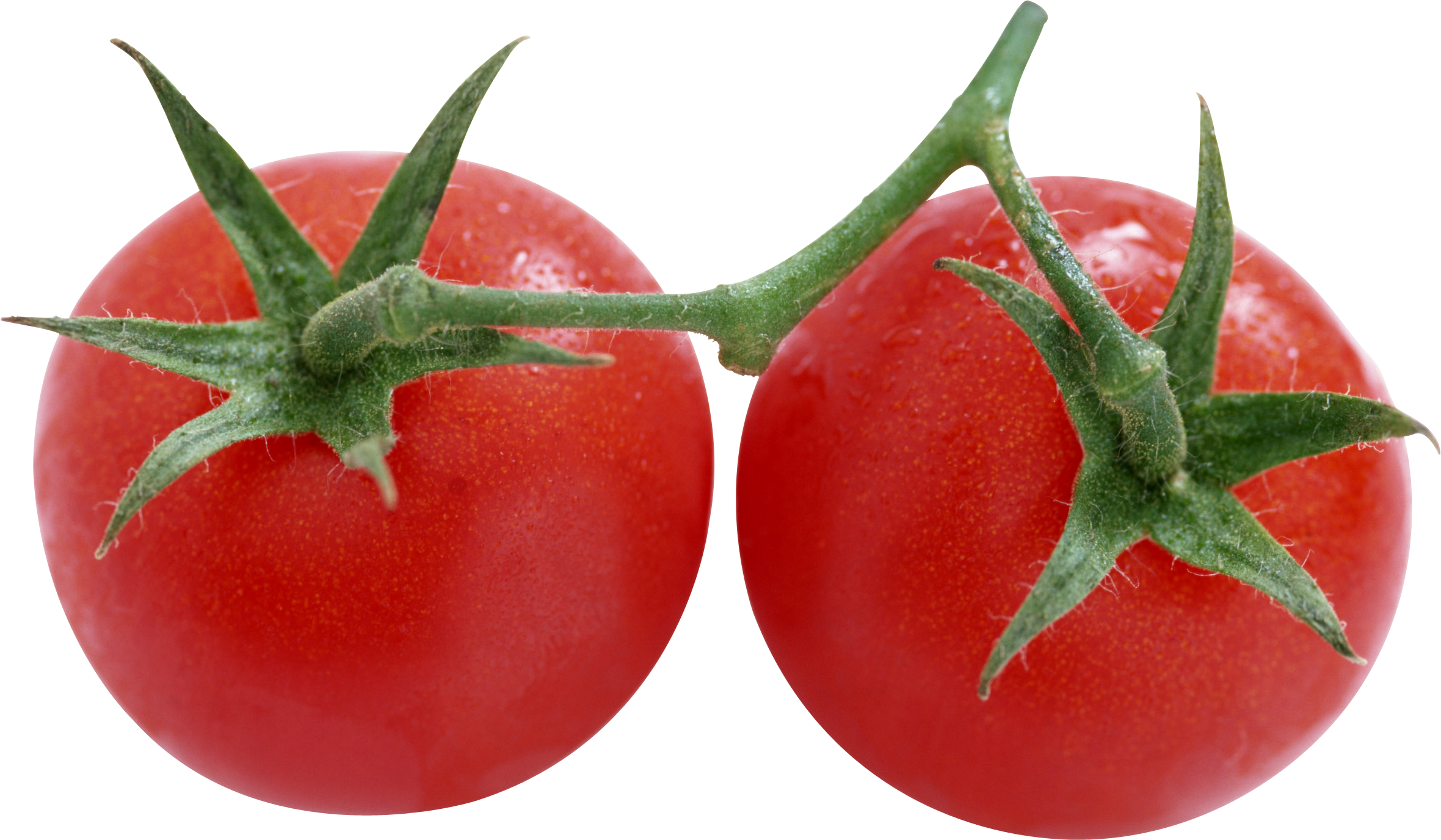 Tomato on branch PNG image