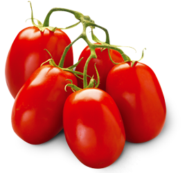 Many tomatoes on branch PNG