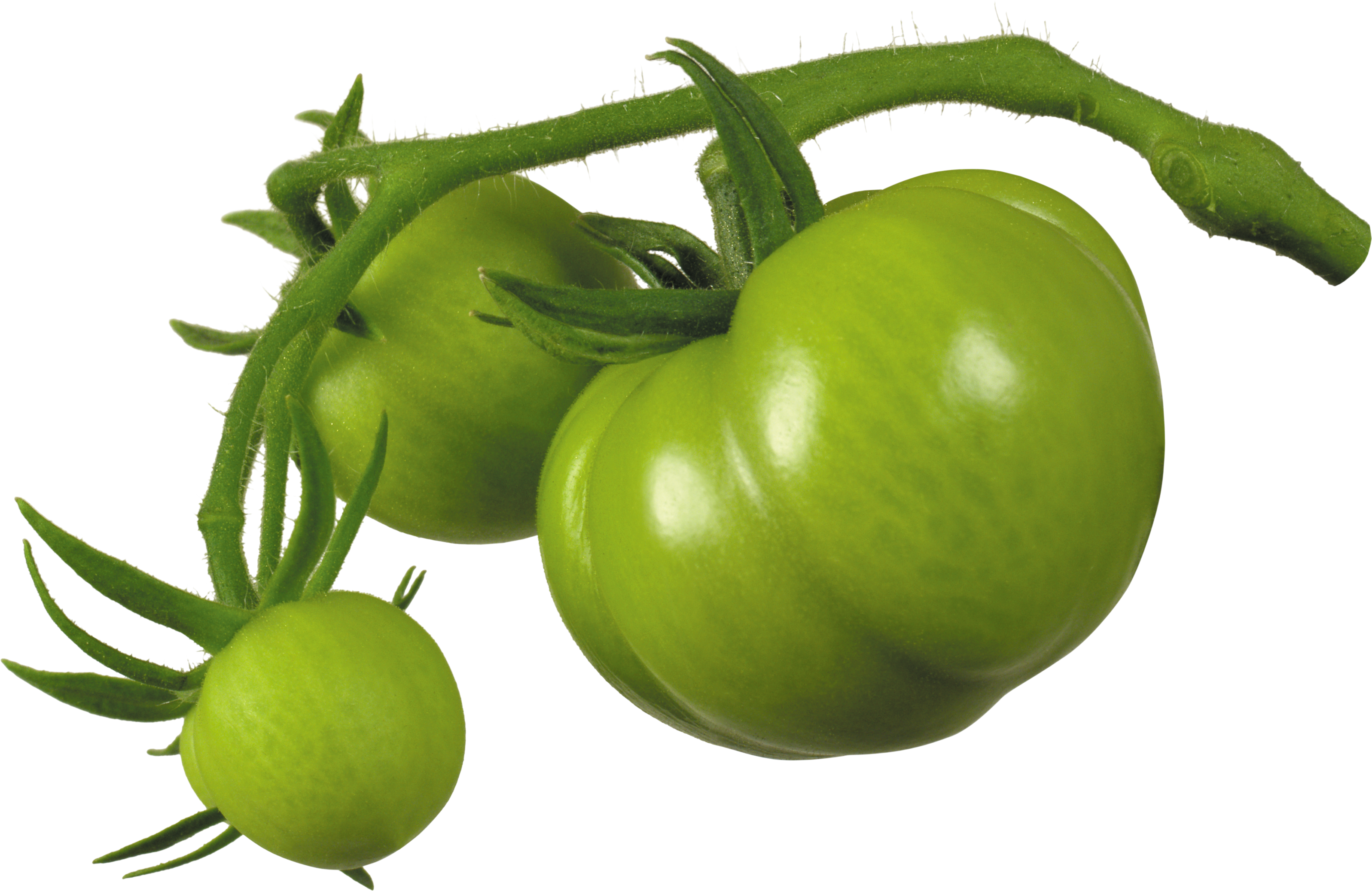 Green tomatoes on branch PNG