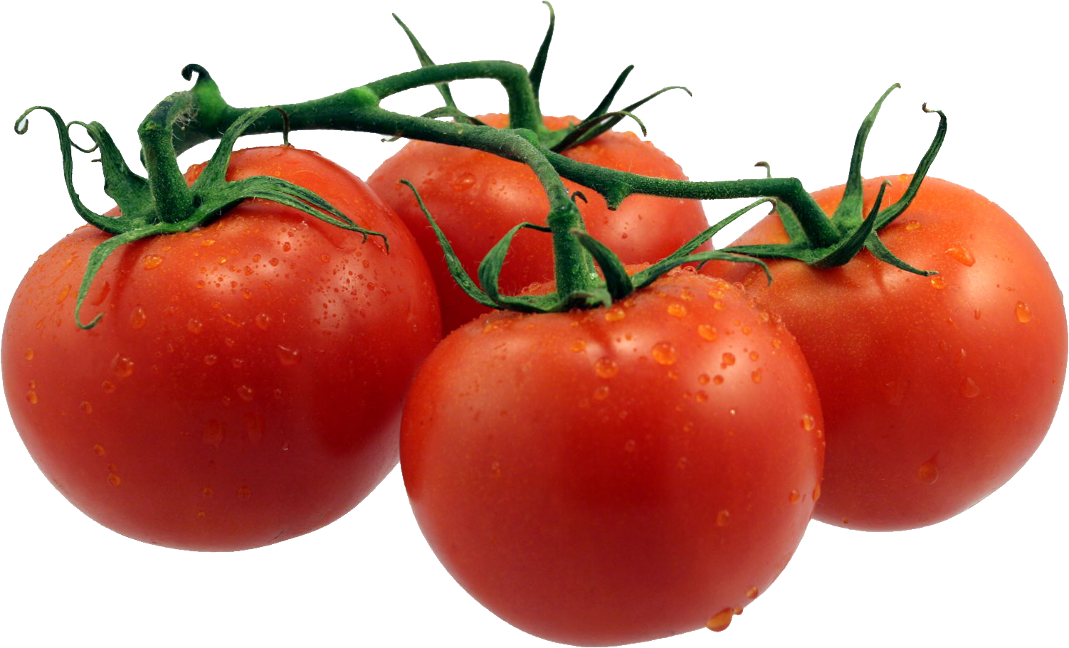 Tomate fructosa