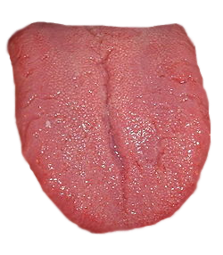 Tongue PNG