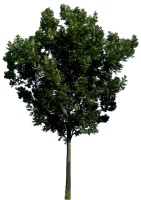 Зеленое дерево PNG фото