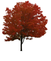 Осеннее дерево PNG фото