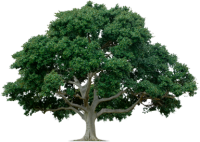 Дерево PNG фото