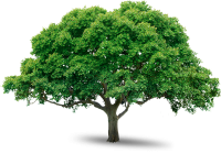 Дерево PNG фото