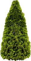 tree png image, free download, picture