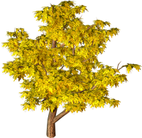tree PNG