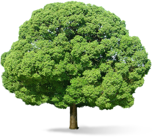 tree png image