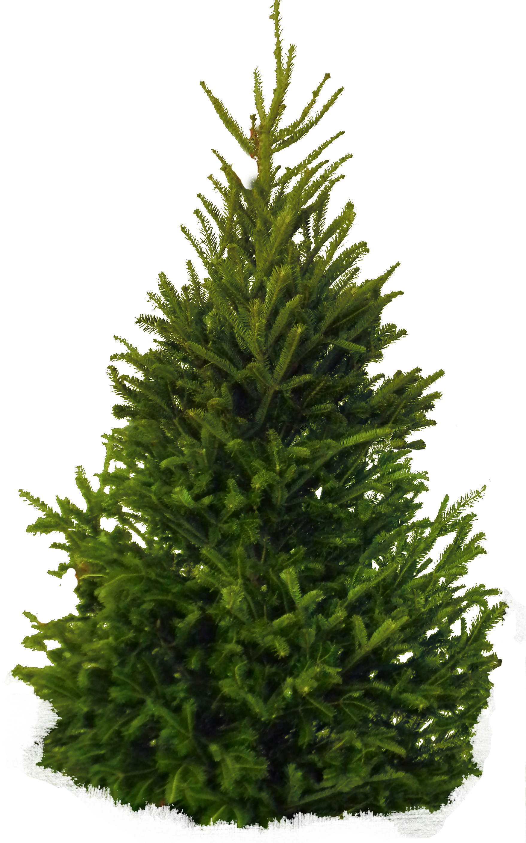 Árbol PNG