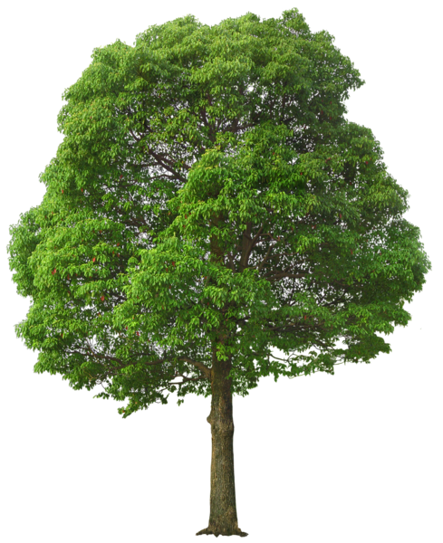 Árbol PNG