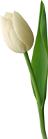 White tulip PNG image