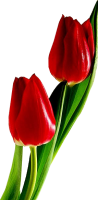 Red tulips PNG image
