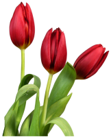 Tulip PNG image