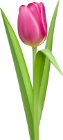 Tulipán PNG