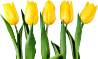 Yellow tulips PNG image