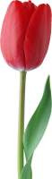 Tulipán PNG