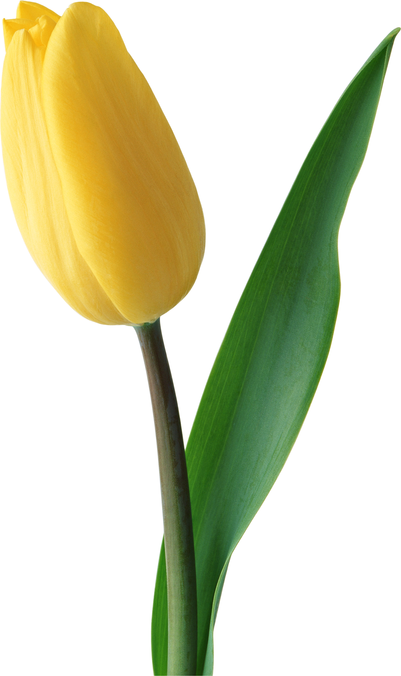 Yellow tulip PNG image