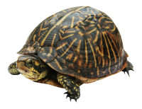 Черепаха PNG