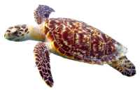 Черепаха PNG
