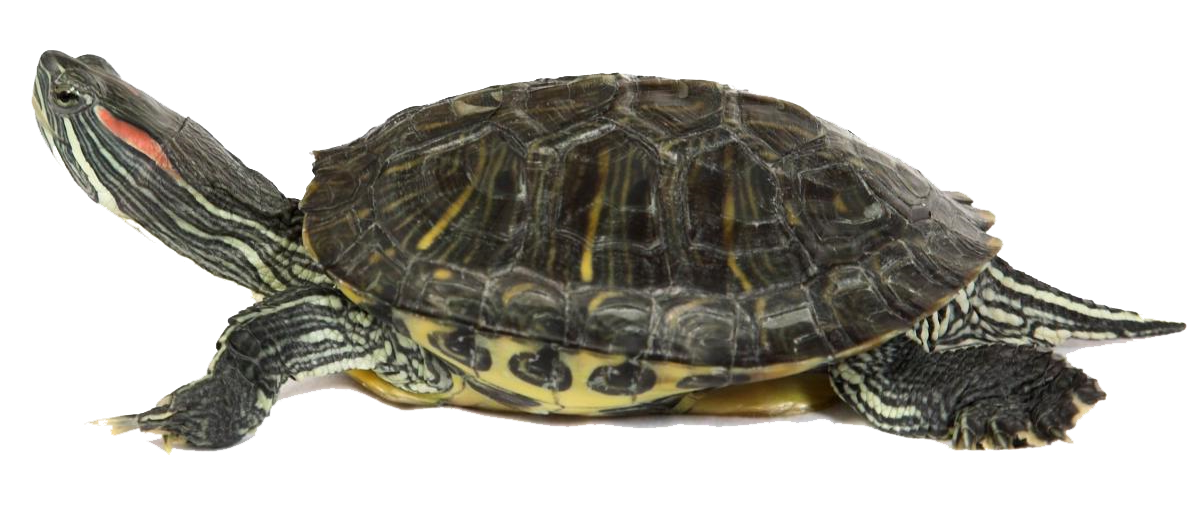 Turtle PNG