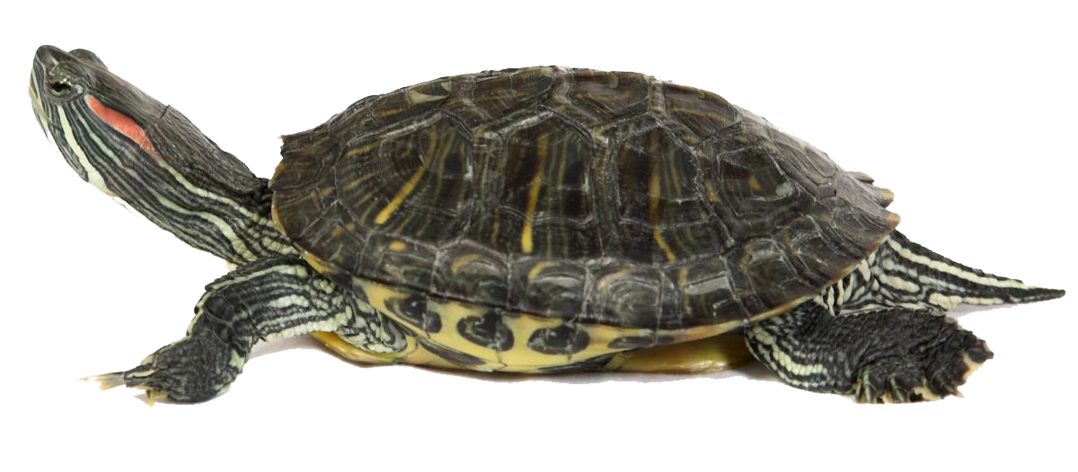 Tortuga PNG