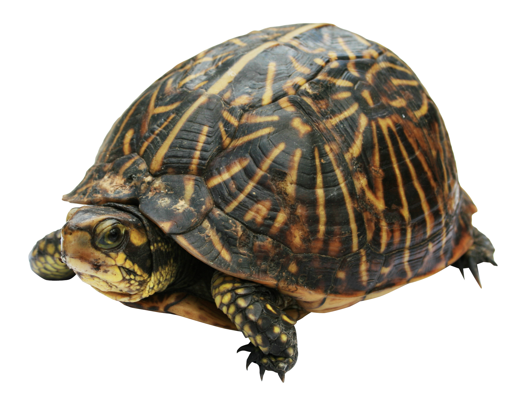 tortuga-png