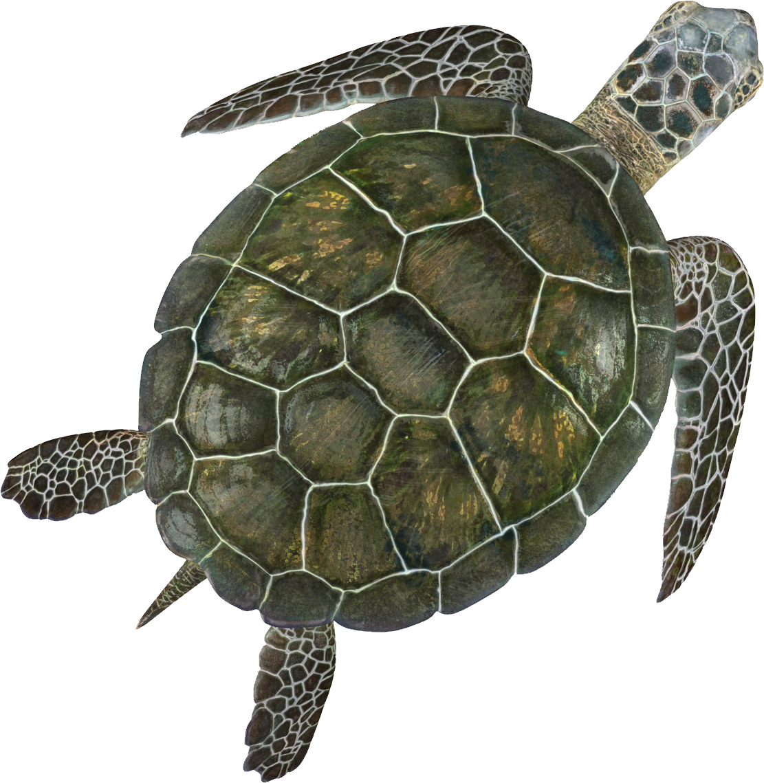 Turtle PNG