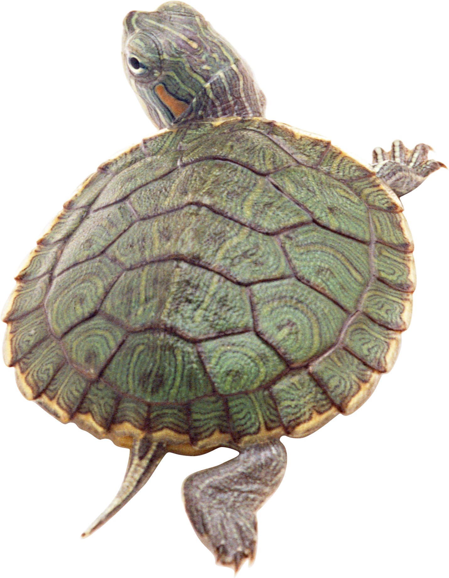 Turtle PNG images Download