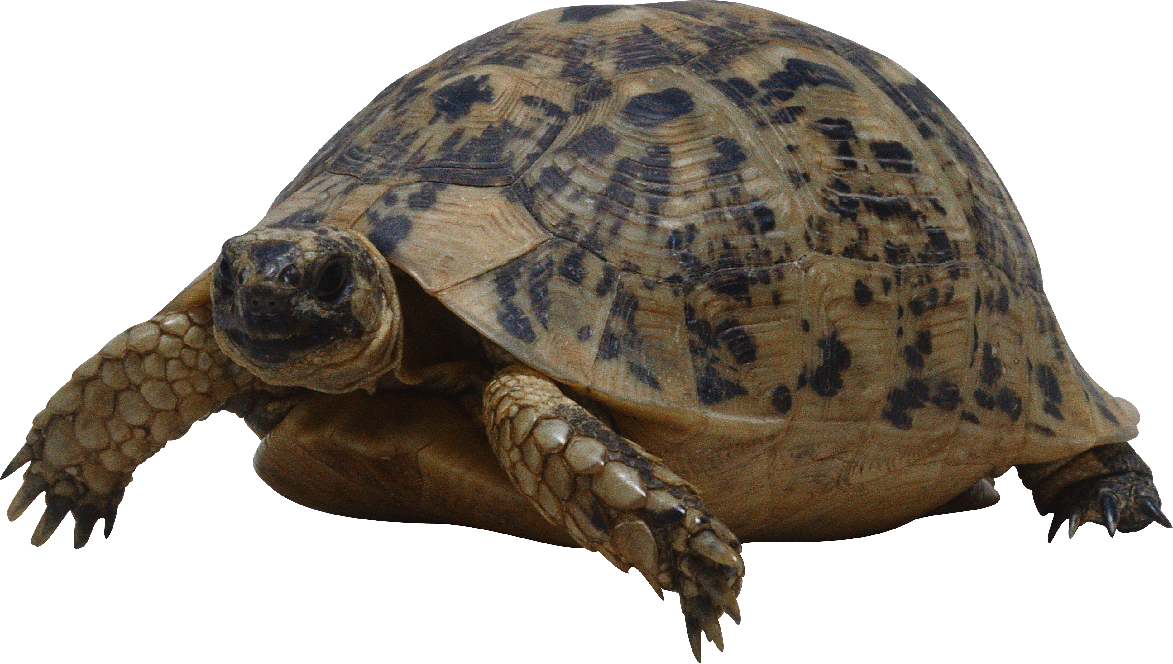 Tortuga PNG