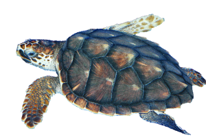 Turtle PNG images Download