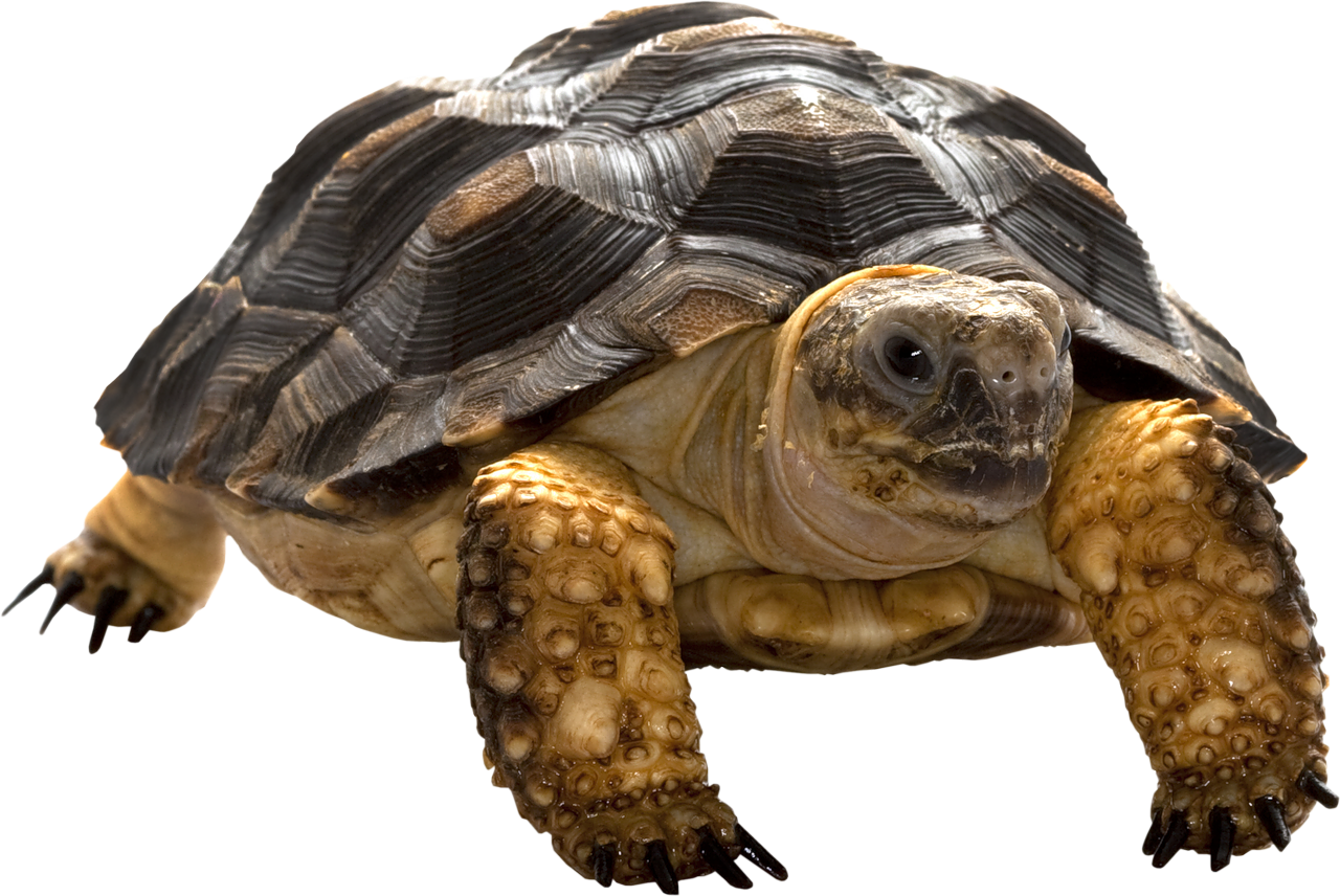 Turtle PNG.