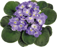 Viola PNG