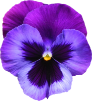 Viola PNG